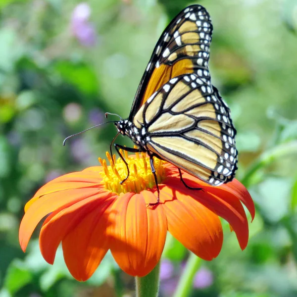 Toronto High Park Monarch on the Mexican Sunflower 2016 — Stock Photo, Image