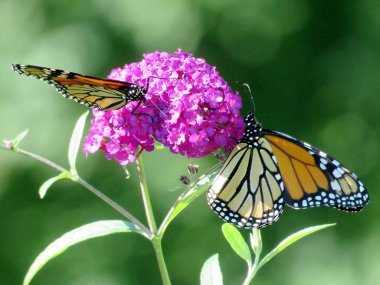 Bir buddleja çiçek 2016 Toronto Lake Monarch kelebekler