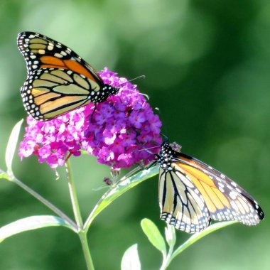 Buddleja çiçek 2016 Toronto Lake Monarch kelebekler