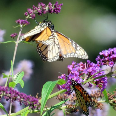 Buddleja çiçekler 2016 Toronto Lake Monarch kelebekler