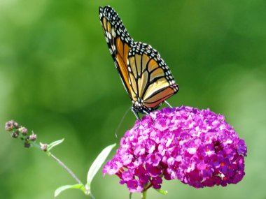 Bir buddleja çiçek 2016 Toronto Lake Monarch