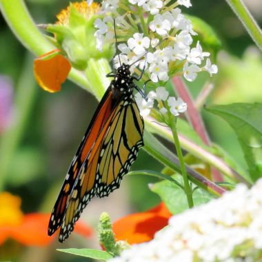 Toronto Lake Monarch üzerinde beyaz buddleja çiçek 2016