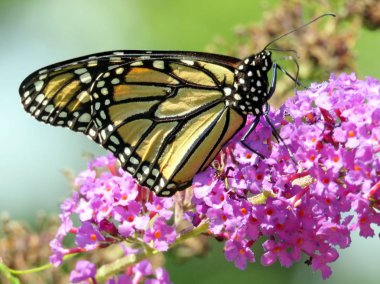 Toronto Lake Monarch üzerinde buddleja çiçek 2016