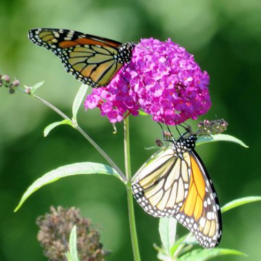 Buddleja çiçek 2016 Toronto Lake iki Monarch kelebekler