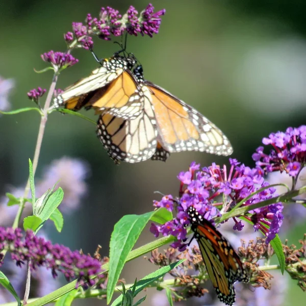 Buddleja çiçekler 2016 Toronto Lake Monarch kelebekler