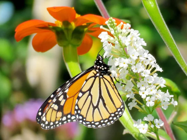 Toronto Lake Monarch en una flor de buddleja blanca 2016 —  Fotos de Stock