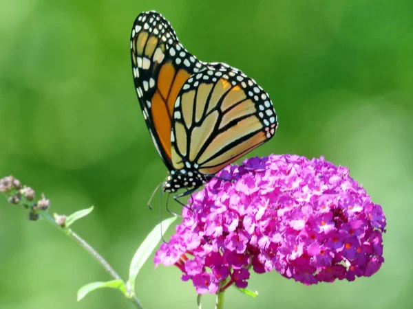 Buddleja çiçek 2016 Toronto Lake Monarch