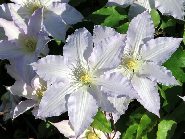 Toronto white Clematis flower 2017 — Stock Photo, Image