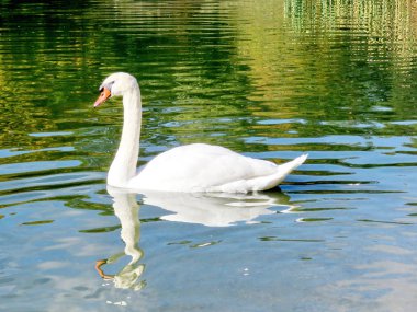 Toronto High Park dilsiz kuğu yüzme 2016