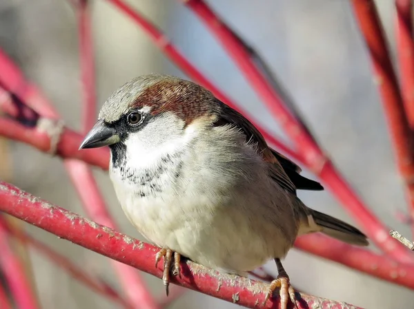 Toronto High Park sparrow na stromě 2017 — Stock fotografie