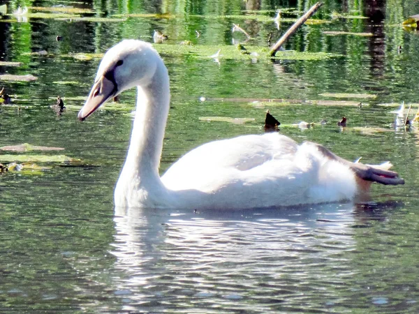 Toronto High Park young mute swan 2013 — Stock Photo, Image
