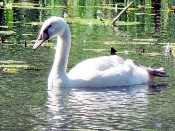 Toronto High Park giovane cigno muto 2013 — Foto Stock