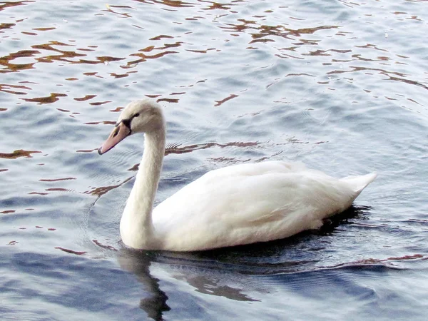 Toronto High Park young mute swan swimming 2013 — Stock Photo, Image
