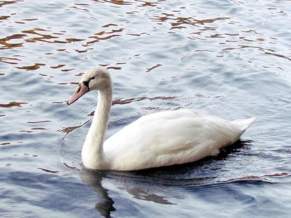 Toronto High Park junger Höckerschwan schwimmt 2013 — Stockfoto