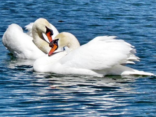 Toronto Lake Mute Swans 2015 — стоковое фото