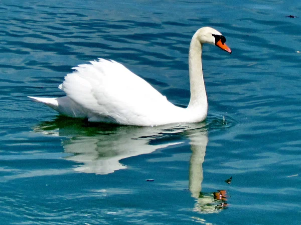 Toronto Lake the mute swan swimming 2015 — Stock Photo, Image