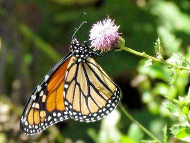 Toronto Gölü Monarch daha az dulavratotu 2014 tarihinde