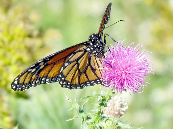 Toronto Lake the Monarch su una bardana minore 2013 — Foto Stock