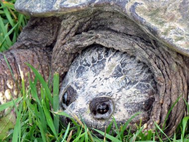 Thornhill başkanı yapışma kaplumbağa 2017 