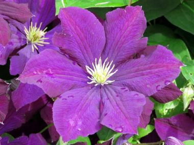 Thornhill akasma çiçek 2017