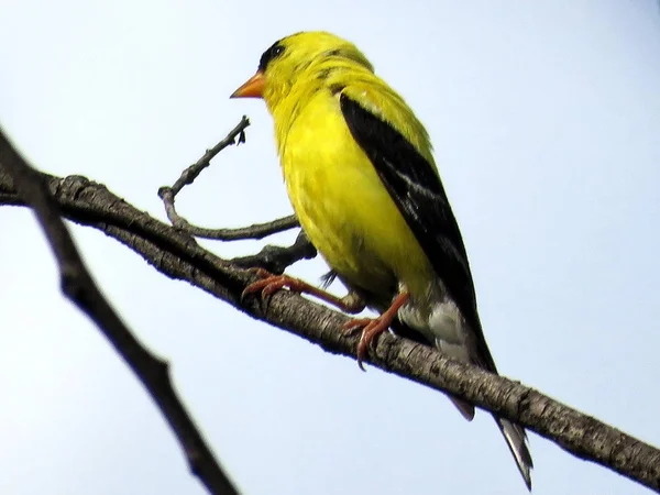 Thornhill dal 2017 ABD'li sakası — Stok fotoğraf