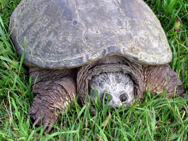 Thornhill die Schnappschildkröte 2017 — Stockfoto