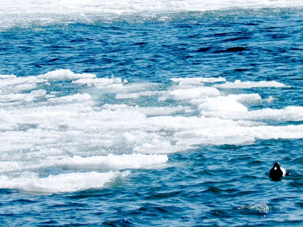 Toronto See Eis und Wasser 2015 — Stockfoto