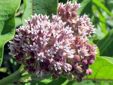 Toronto Gölü Milkweed çiçek 2014