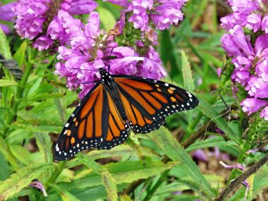 Toronto Gölü Monarch Stachys pradica çiçek 2017