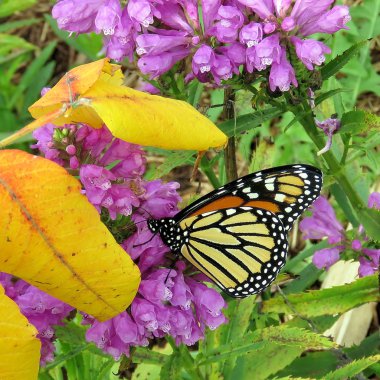 Toronto Lake Monarch Üzerinde Stachys pradica çiçekleri 2017