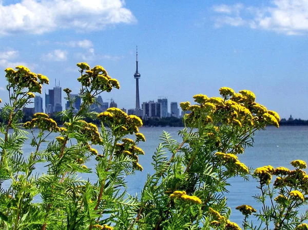 Toronto Lake Tanacetum vulgare flowers 2013 — Stock Photo, Image