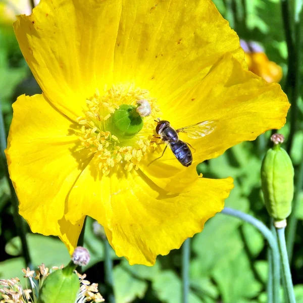 Iceland yellow poppy flower isolated 2017 — Stock Photo, Image