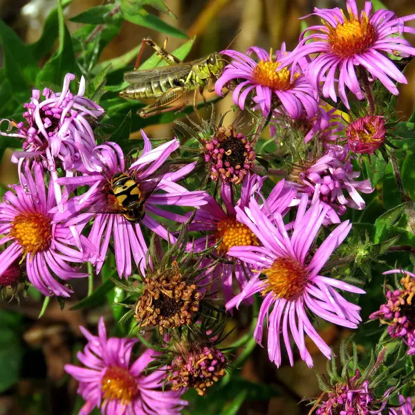 Thornhill čmelák a kobylka na květiny 2017 — Stock fotografie