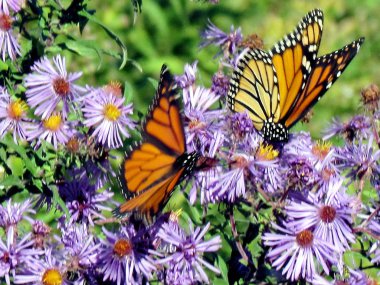 Toronto Gölü Monarch kelebek ve vahşi Aster 2013