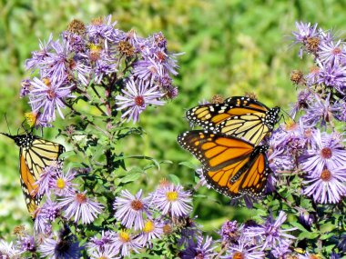 Toronto Gölü Monarch kelebek vahşi Aster 2013 tarihinde