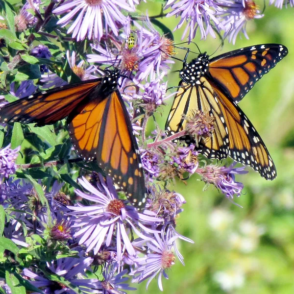 Toronto Lake de Monarch vlinders op wild asters 2013 — Stockfoto