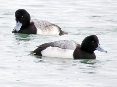 Toronto Gölü erkek daha az scaup ördekler 2018