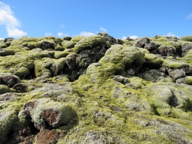 İzlanda eski lav sahasında Eldhraun 2017