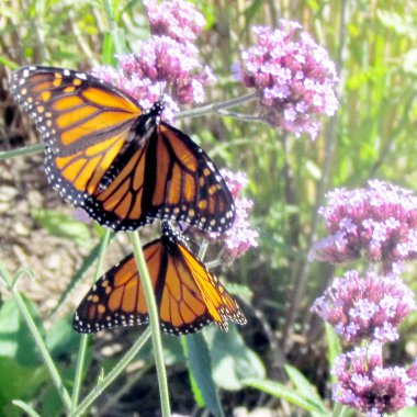 Toronto Gölü Monarch kelebek verbena çiçek 2013 tarihinde