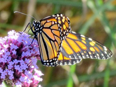Toronto Gölü Monarch verbena çiçek 2013 tarihinde