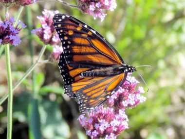 Toronto Gölü Monarch verbena çiçek 2013 tarihinde