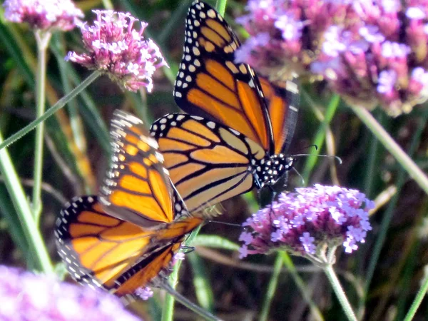 Toronto Lake Monarch farfalle e fiori verbena 2013 — Foto Stock