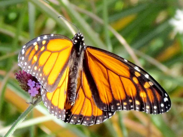 Toronto Lake Monarch su un fiore verbena 2013 — Foto Stock