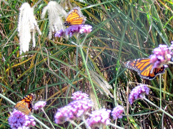Toronto Lake monarken fjärilar på en verbena blomma 2013 — Stockfoto