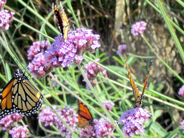 Toronto Lake the Monarch butterflies on the verbena flower 2013 — Stock Photo, Image