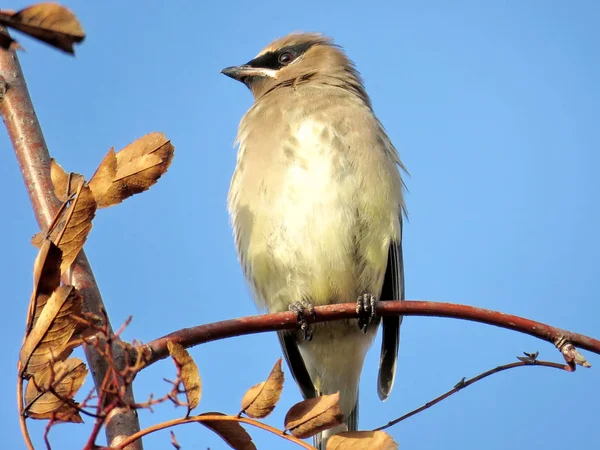 Dornhill the cedar waxwing 2017 — Stockfoto