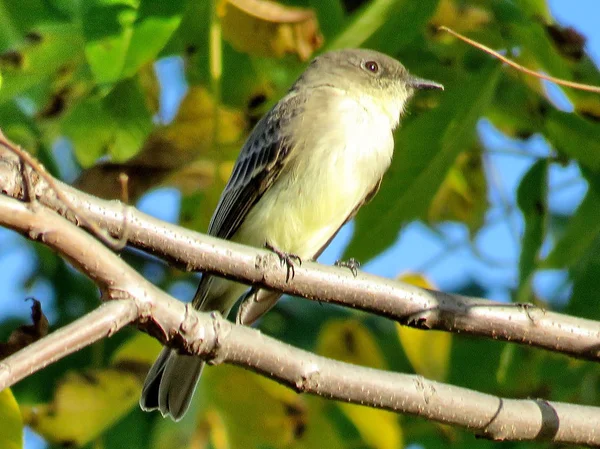 Thornhill willow ötleğen 2017 — Stok fotoğraf