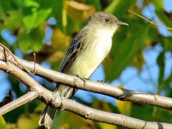 Thornhill willow ötleğen 2017 — Stok fotoğraf