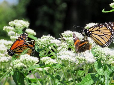 Toronto Gölü böcekler üzerinde beyaz Snakeroot'a 2017