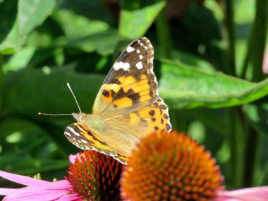 Toronto Lake Red Admiral üzerinde mor coneflower 2017